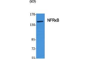Western Blot (WB) analysis of specific cells using NFRkappaB Polyclonal Antibody. (NFRKB anticorps  (Internal Region))