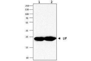 Western Blotting (WB) image for anti-Leukemia Inhibitory Factor (LIF) antibody (ABIN2665228) (LIF anticorps)