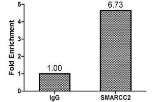 SMARCC2 anticorps  (AA 300-650)