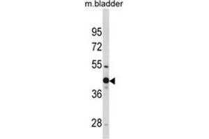 Western blot analysis of WNT4 Antibody (Center) in mouse bladder tissue lysates (35ug/lane). (WNT4 anticorps  (Middle Region))