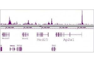 SRF antibody (mAb) tested by ChIP-Seq. (SRF anticorps)
