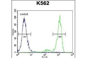 ESSPL Antibody (Center) (ABIN655436 and ABIN2844971) flow cytometric analysis of K562 cells (right histogram) compared to a negative control cell (left histogram). (ESSPL anticorps  (AA 85-114))