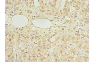 Immunohistochemistry of paraffin-embedded human adrenal gland tissue using ABIN7154822 at dilution of 1:100