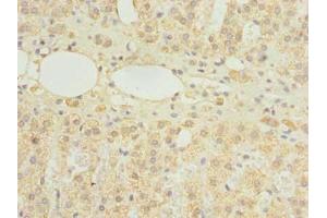 Immunohistochemistry of paraffin-embedded human adrenal gland tissue using ABIN7154822 at dilution of 1:100 (HDHD3 anticorps  (AA 1-251))