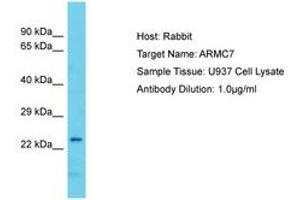 Image no. 1 for anti-Armadillo Repeat Containing 7 (ARMC7) (AA 61-110) antibody (ABIN6750674) (ARMC7 anticorps  (AA 61-110))