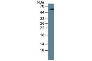 Mouse Capture antibody from the kit in WB with Positive Control: Human lung tissue. (Cytokeratin 7 Kit ELISA)