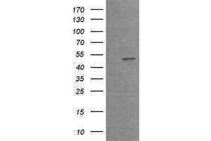 Image no. 3 for anti-Early Growth Response 2 (EGR2) (AA 156-476) antibody (ABIN1490982) (EGR2 anticorps  (AA 156-476))