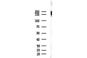 Western blot analysis of lysates from Mouse brain, using Ubiquitin Antibody at 1/1000 dilution.
