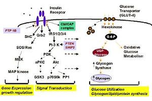 Diagram of glycogen synthase as a component of insulin signal transduction pathways. (Glycogen Synthase anticorps  (pSer641))