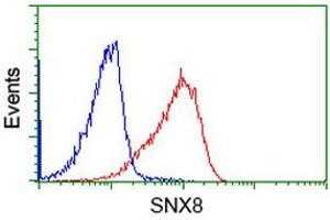 Image no. 2 for anti-Sorting Nexin 8 (SNX8) antibody (ABIN1501042)