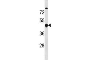 Cyclin B2 antibody western blot analysis in MDA-MB453 lysate.