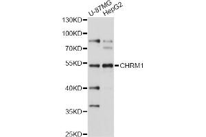 Western blot analysis of extracts of various cell lines, using CHRM1 antibody (ABIN1871846) at 1:1000 dilution. (CHRM1 anticorps)