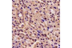Immunohistochemical analysis of TGase5 staining in rat kidney formalin fixed paraffin embedded tissue section.