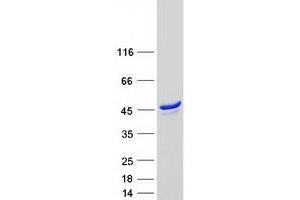 Validation with Western Blot