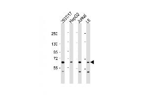 All lanes : Anti-PDP1 Antibody (Center) at 1:2000 dilution Lane 1: 293T/17 whole cell lysate Lane 2: HepG2 whole cell lysate Lane 3: Jurkat whole cell lysate Lane 4: L6 whole cell lysate Lysates/proteins at 20 μg per lane. (PDP anticorps  (AA 308-336))