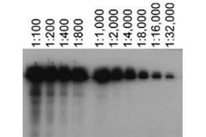 Western blot analysis of Abca7 using Abca7 monoclonal antibody, clone 7A1-144  at various dilutions in Abca7 transfected HeLa lysates. (ABCA7 anticorps)