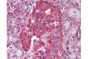Anti-GLUD1 antibody IHC of human pancreas. (GLUD1 anticorps)