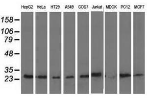 Image no. 2 for anti-Adenylate Kinase 3 (AK3) antibody (ABIN1496522) (Adenylate Kinase 3 anticorps)