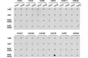 Dot-blot analysis of all sorts of methylation peptides using TriMethyl-Histone H3-K79 antibody. (Histone 3 anticorps  (H3K79me3))