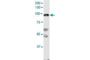 SLFN5 monoclonal antibody (M09), clone 4G2. (SLFN5 anticorps  (AA 1-338))