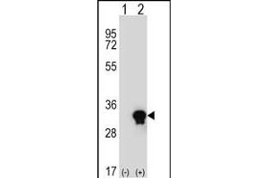 Western blot analysis of C1QTNF6 (arrow) using rabbit polyclonal C1QTNF6 Antibody (N-term) (ABIN652830 and ABIN2842542). (CTRP6 anticorps  (N-Term))