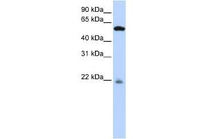 WB Suggested Anti-PM20D2 Antibody Titration: 0.