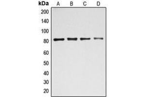 Western blot analysis of BACH1 expression in HEK293T (A), MCF7 (B), K562 (C), HeLa (D) whole cell lysates.