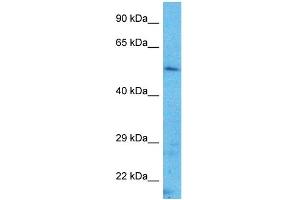 Host:  Rabbit  Target Name:  TFAP2A  Sample Type:  Hela Whole Cell lysates  Antibody Dilution:  1. (TFAP2A anticorps  (N-Term))