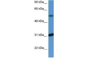 Western Blotting (WB) image for anti-WD Repeat Domain 83 (wdr83) (C-Term) antibody (ABIN2788430) (MORG1 anticorps  (C-Term))