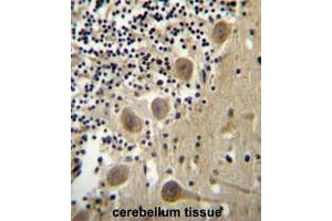 BEND6 Antibody (C-term) immunohistochemistry analysis in formalin fixed and paraffin embedded human cerebellum tissue followed by peroxidase conjugation of the secondary antibody and DAB staining. (BEND6 anticorps  (C-Term))