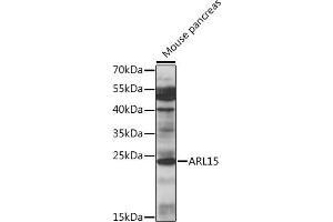 Western blot analysis of extracts of mouse pancreas, using  antibody (ABIN7265491) at 1:1000 dilution. (ARL15 anticorps  (AA 1-204))