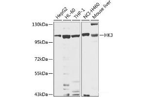 Western blot analysis of extracts of various cell lines using HK3 Polyclonal Antibody at dilution of 1:1000. (HK3 anticorps)
