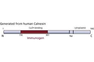 Image no. 3 for anti-Calnexin (CANX) (AA 116-301) antibody (ABIN968018) (Calnexin anticorps  (AA 116-301))
