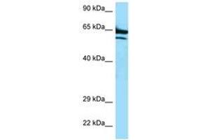 Image no. 1 for anti-AarF Domain Containing Kinase 2 (ADCK2) (AA 523-572) antibody (ABIN6747375) (ADCK2 anticorps  (AA 523-572))