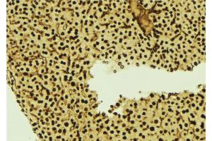 ABIN6277253 at 1/100 staining Mouse liver tissue by IHC-P. (Thymopoietin anticorps  (Internal Region))