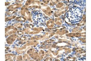 SDF2 antibody was used for immunohistochemistry at a concentration of 4-8 ug/ml. (SDF2 anticorps  (N-Term))