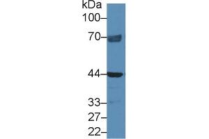 Detection of NAGa in Human Hela cell lysate using Polyclonal Antibody to N-Acetylgalactosaminidase Alpha (NAGa) (NAGA anticorps  (AA 18-217))