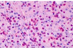 Human Pancreas: Formalin-Fixed, Paraffin-Embedded (FFPE) (TPI1 anticorps  (AA 274-286))
