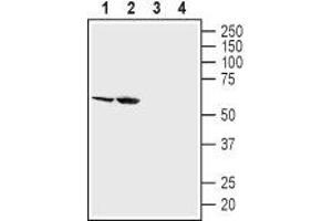 Western blot analysis of mouse kidney lysates (lanes 1 and 3) and rat kidney membranes (lanes 2 and 4): - 1,2.