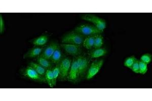 Immunofluorescent analysis of HepG2 cells using ABIN7160538 at dilution of 1:100 and Alexa Fluor 488-congugated AffiniPure Goat Anti-Rabbit IgG(H+L) (MYLK anticorps  (AA 290-398))