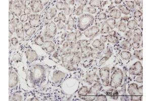 Immunoperoxidase of monoclonal antibody to ANGPTL7 on formalin-fixed paraffin-embedded human salivary gland.