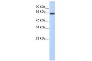 Image no. 1 for anti-UPF3 Regulator of Nonsense Transcripts Homolog B (UPF3B) (AA 252-301) antibody (ABIN6740708) (UPF3B anticorps  (AA 252-301))