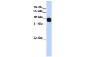 Image no. 1 for anti-Single Stranded DNA Binding Protein 3 (SSBP3) (C-Term) antibody (ABIN6741312) (SSBP3 anticorps  (C-Term))