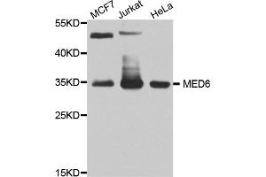 Western blot analysis of extracts of various cell lines, using MED6 antibody (ABIN5974801) at 1/1000 dilution. (MED6 anticorps)