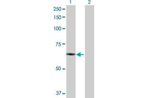 Western Blot analysis of PLTP expression in transfected 293T cell line by PLTP MaxPab polyclonal antibody. (PLTP anticorps  (AA 1-493))