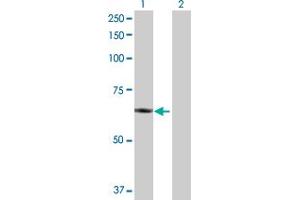 Western Blot analysis of PLTP expression in transfected 293T cell line by PLTP MaxPab polyclonal antibody.