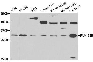 Western blot analysis of extracts of various cell lines, using FAM173B antibody. (FAM173B anticorps  (AA 1-233))