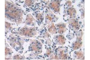 IHC-P analysis of Human Stomach Tissue, with DAB staining. (LIF anticorps  (AA 2-201))