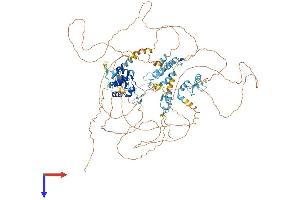 AlphaFold protein structure predicition of Human Recombinant BNC1 Protein, UniprotID Q01954