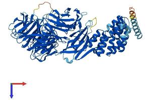 AlphaFold protein structure predicition of Human Recombinant IFT80 Protein, UniprotID Q9P2H3